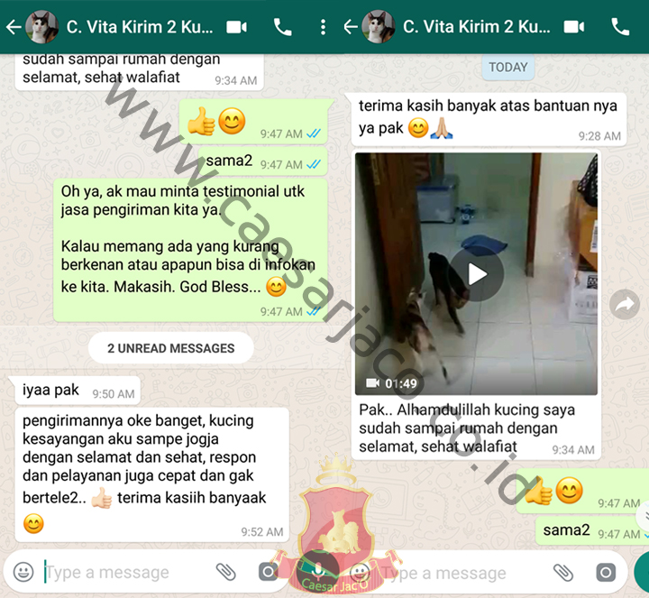 Vita kirim kucing jakarta yogyakarta