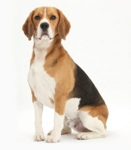 pejantan Beagle