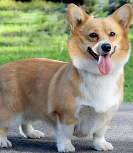 Welsh Corgi