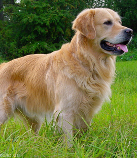 Golden Retriever