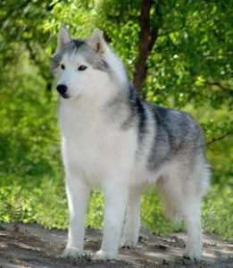 Siberian Husky