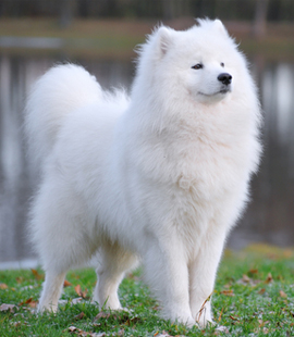 pejantan samoyed