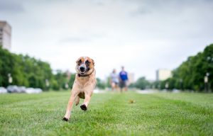 dog walker bg