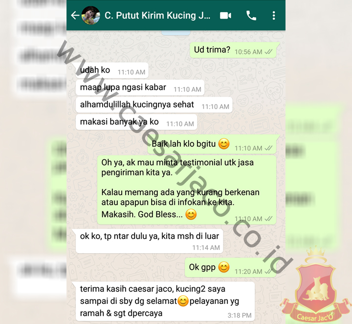 Putut kirim kucing jakarta surabaya