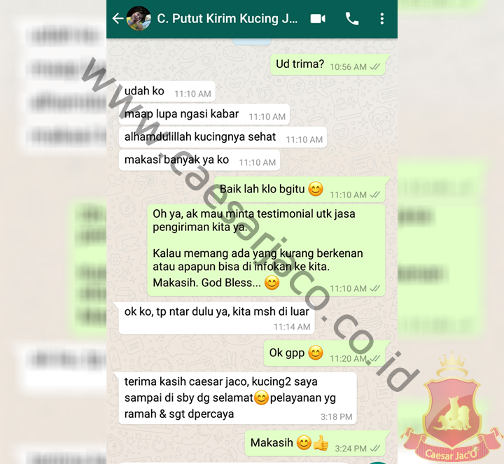 puput-kirim-2-kucing-jakarta-surabaya