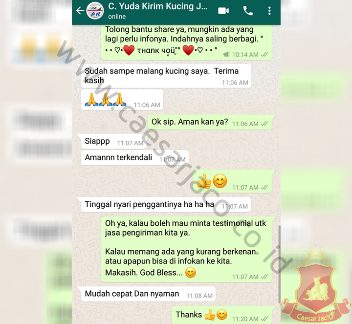 Yuda: Kirim kucing Jakarta Malang