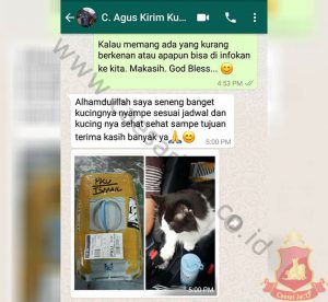 agus-kirim-kucing-surabaya-pekanbaru
