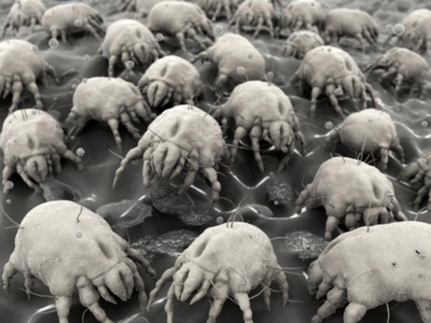 dust-mites-2013