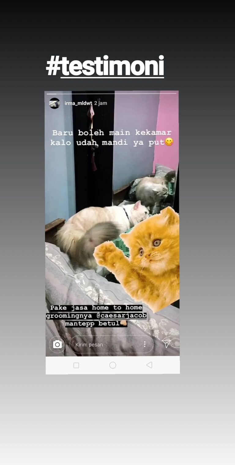 Jasa Mandi Kucing