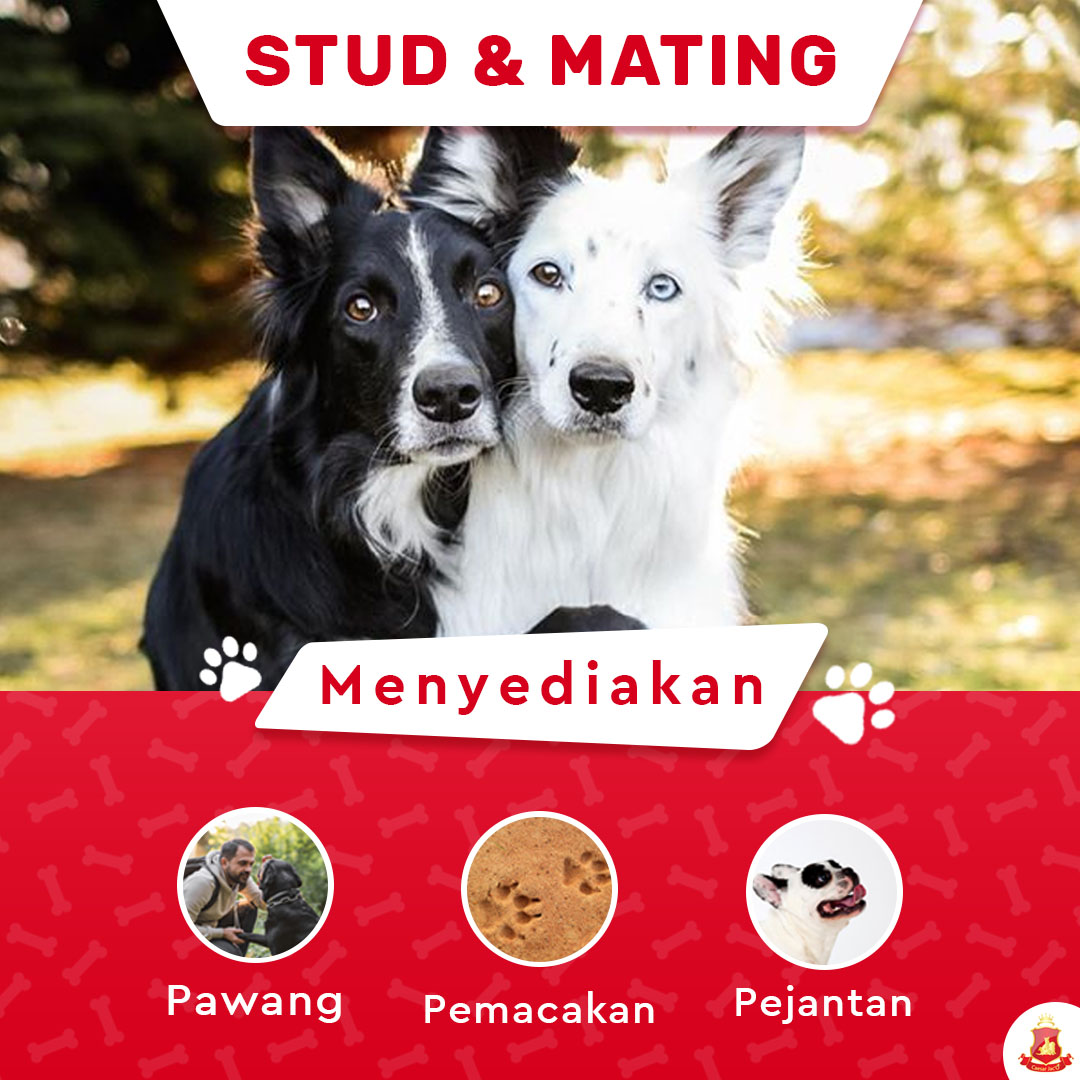 jasa pawang anjing