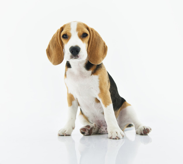 Tips Merawat Anjing Beagle