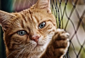 Harus yang Perlu Diperhatikan Jika Bulu Kucing Mengalami Kerontokan