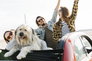 Tips Agar Anjing Dapat Nyaman di Dalam Mobil