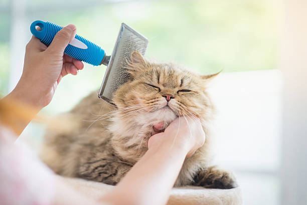 Jasa Cat Grooming Jakarta