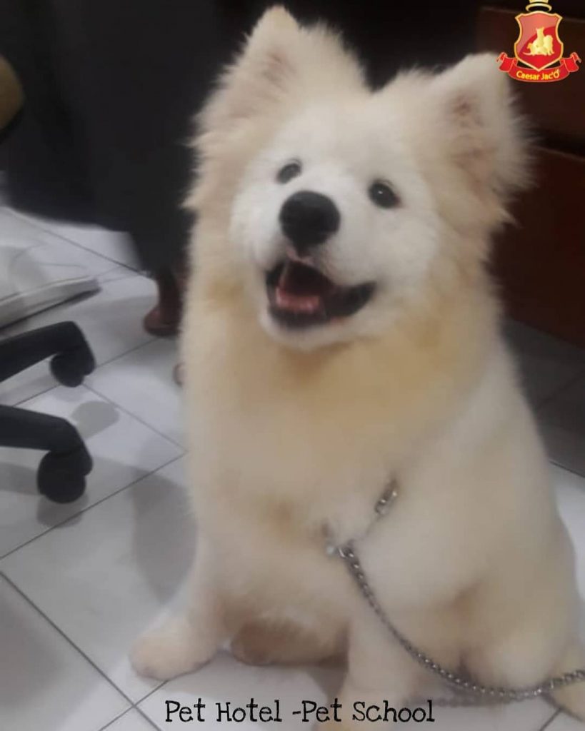 Jasa Pet Hotel - Caesar Jac’O Kennel & Shop