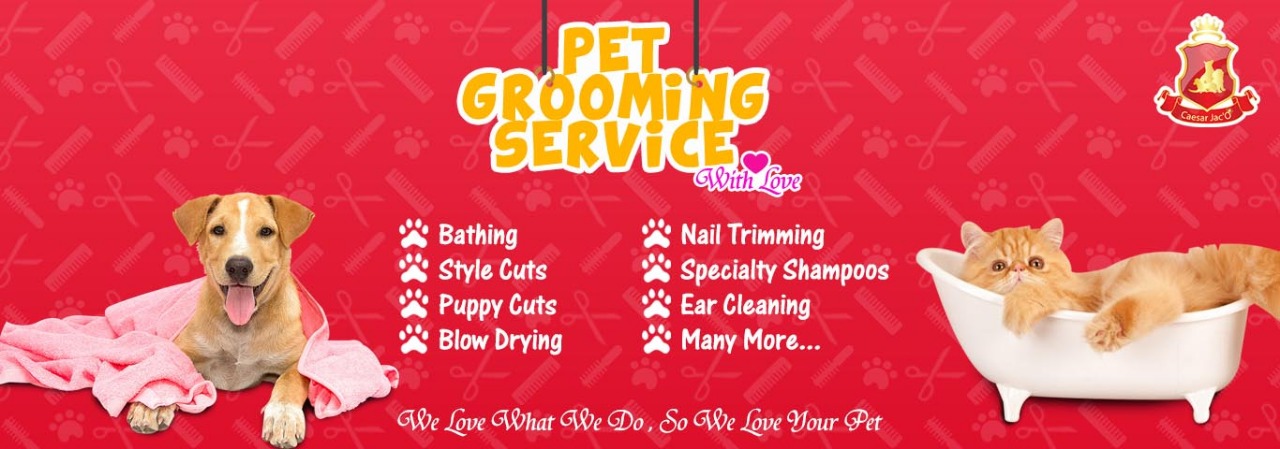 grooming kucing