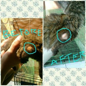 testimonial spray obat kulit jamur scabies demodex jamur kutu bakteri anjing kucing hewan