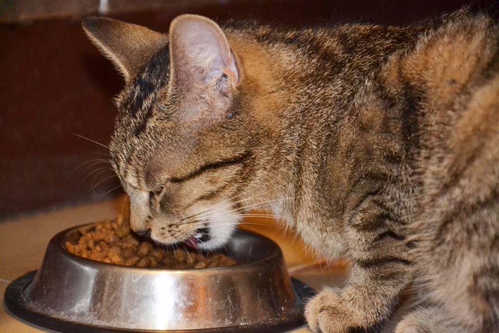 Cat eating cat food caesar jac o kennel shop
