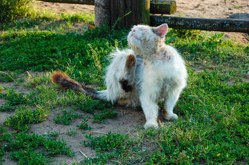 Tahukah Kamu? 4 Bahan “Sederhana” Ini dapat Membasmi Kutu pada Kucing!