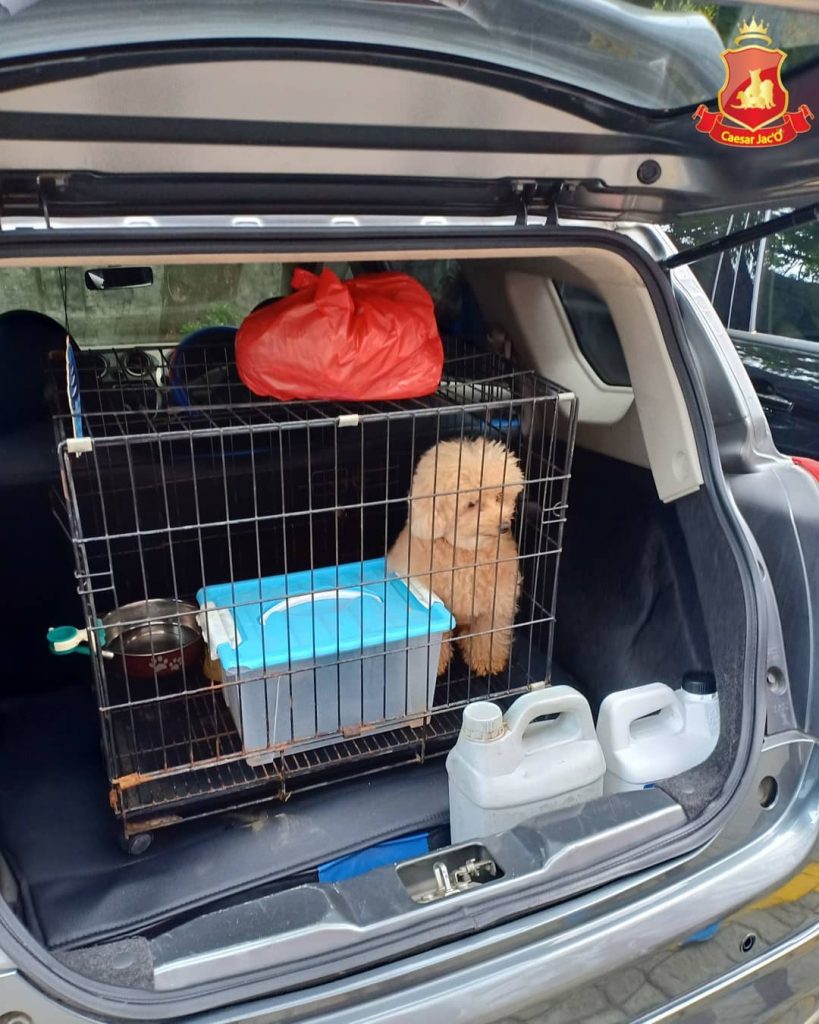 Jasa Pengiriman Hewan Anjing Kucing Antar Pulau Via Udara Darat Laut 