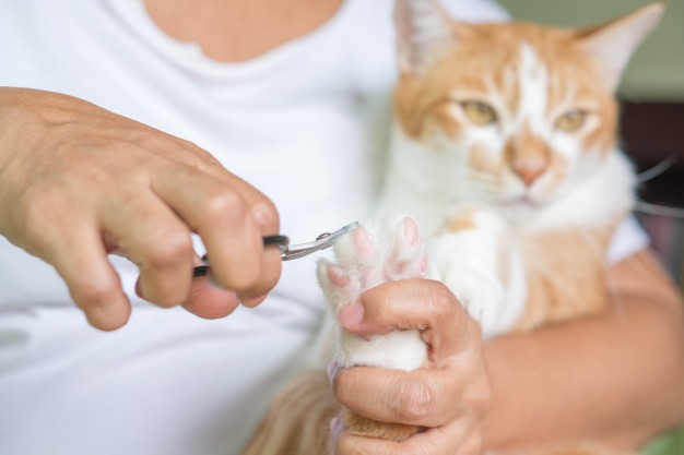 Cara Memotong Kuku Kucing Dengan Benar