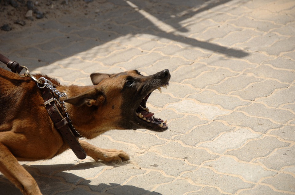 Cara Ampuh Mengatasi Anjing yang Agresif
