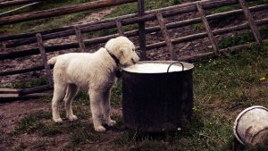 Perlukan Anjing dan Kucing Diberi Kalsium?