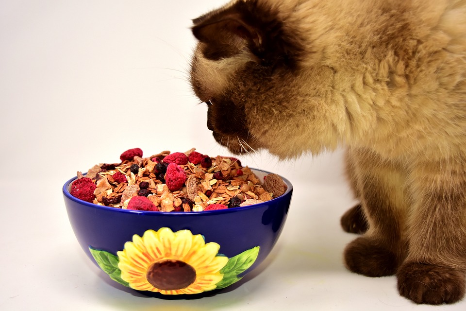 Kandungan Nutrisi Ini Wajib Dipenuhi pada Cat Food