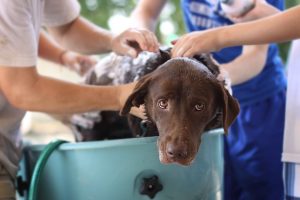 Cara Merawat Kulit dan Bulu Hewan dengan Shampoo & Conditioner