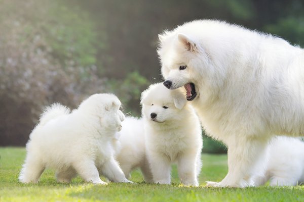 anjing samoyed