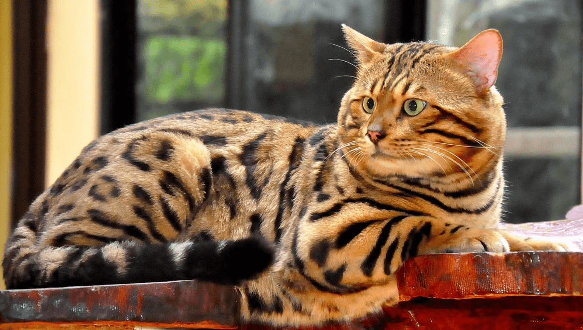 kucing bengal