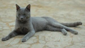 kucing-rusia-blue