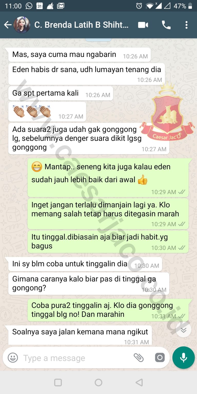 Brenda : Pelatihan Boarding Anjing Shihtsu