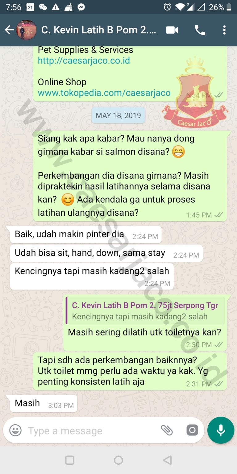 Kevin : Pelatihan Boarding anjing pom