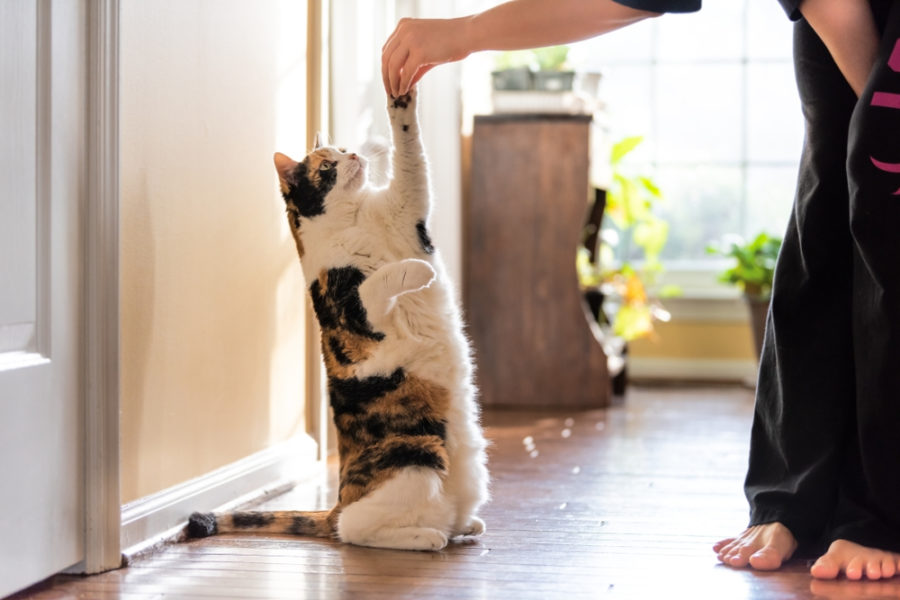 Pelatihan Anjing Sumatera Aceh Padang Medan Pekanbaru Jambi Bengkulu Lampung Palembang Kalimantan Berau Tarakan Balikpapan Palangkaraya Pangkalanbun Sampit Banjarmasin Pontianak Sulawesi Menado Gorontalo Palu Luwuk Kendari Makasar Jawa Jakarta Surabaya Semarang Malang Jogjakarta Bandung Batam Kupang Jayapura Papua Cirebon Kroya Yogyakarta Pekalongan Solo Tulung Agung Madiun Kediri Karawang Bogor Depok Tangerang Bekasi Lombok Bali