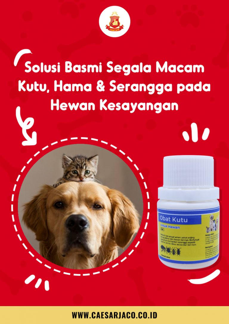 Obat Kutu Anjing dan Kucing | Caesar Jac’O Kennel & Shop