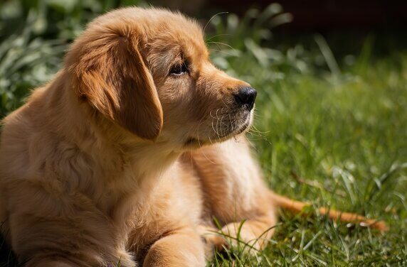 anjing golden retriever