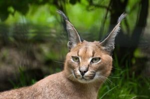 kucing caracal